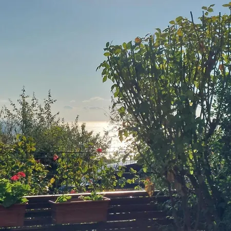 Daire феличита *