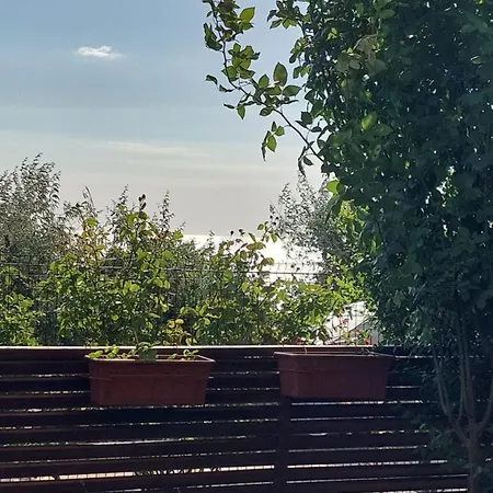 Daire феличита